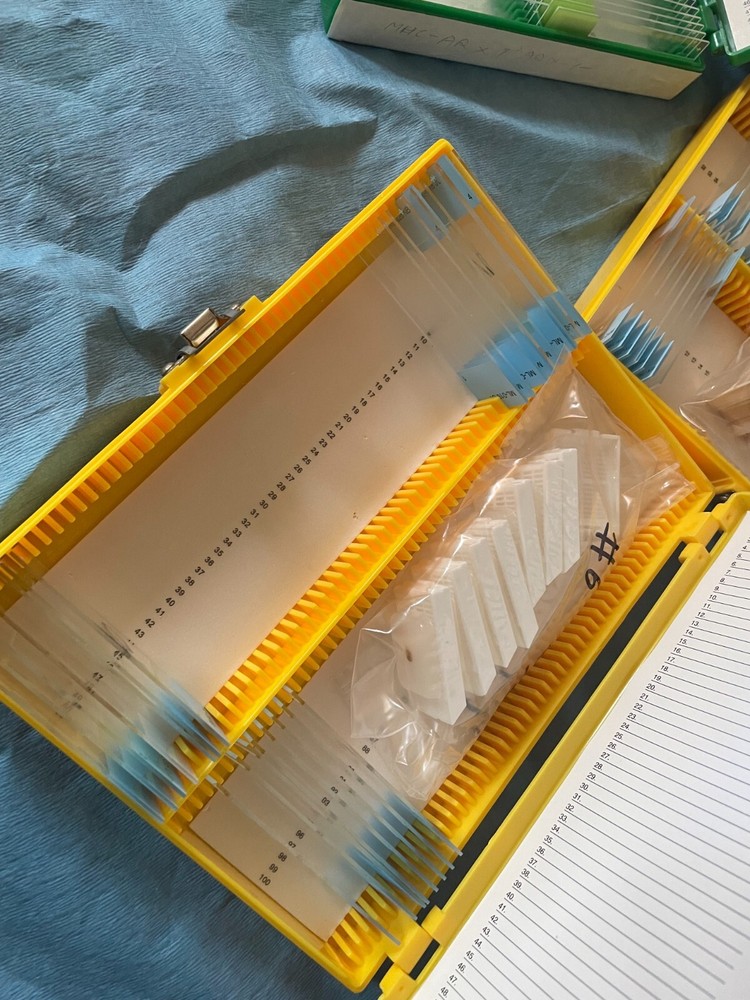 Four Microscope storage boxes with mouse tissues slides, 10,11,12,13
