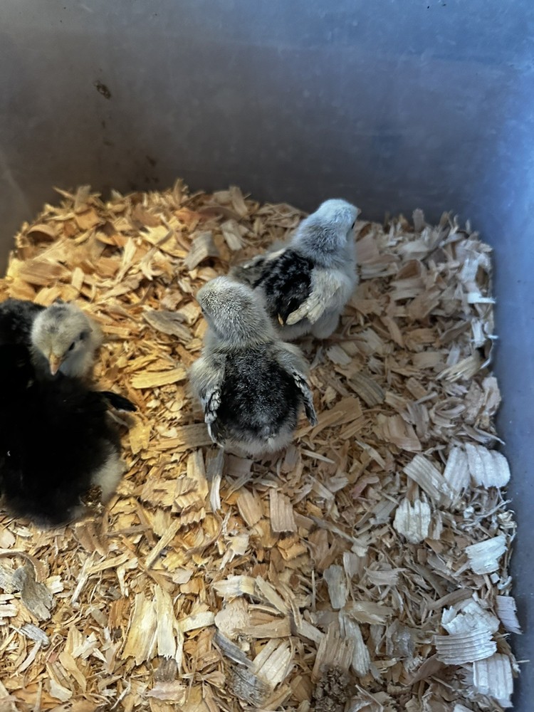 6 ++ Bantam hatching eggs 🐣