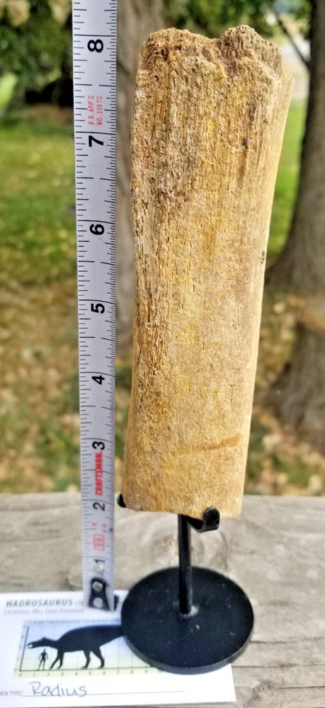 Nice Hadrosaurus Radius Section Fossil Specimen Cretaceous Hell Crk MT RecentDig