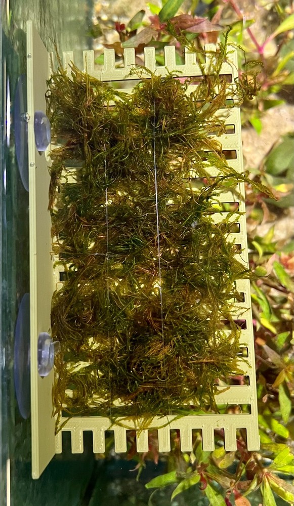 Suction Moss Ledge/Betta Bed