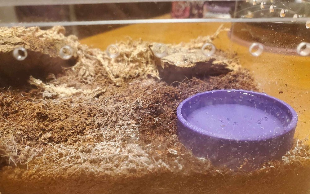 Tarantula Water Dish 3d Printed