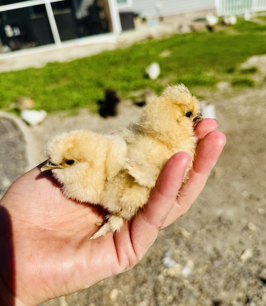 Silkie Chicken Hatching Eggs Assorted Colors