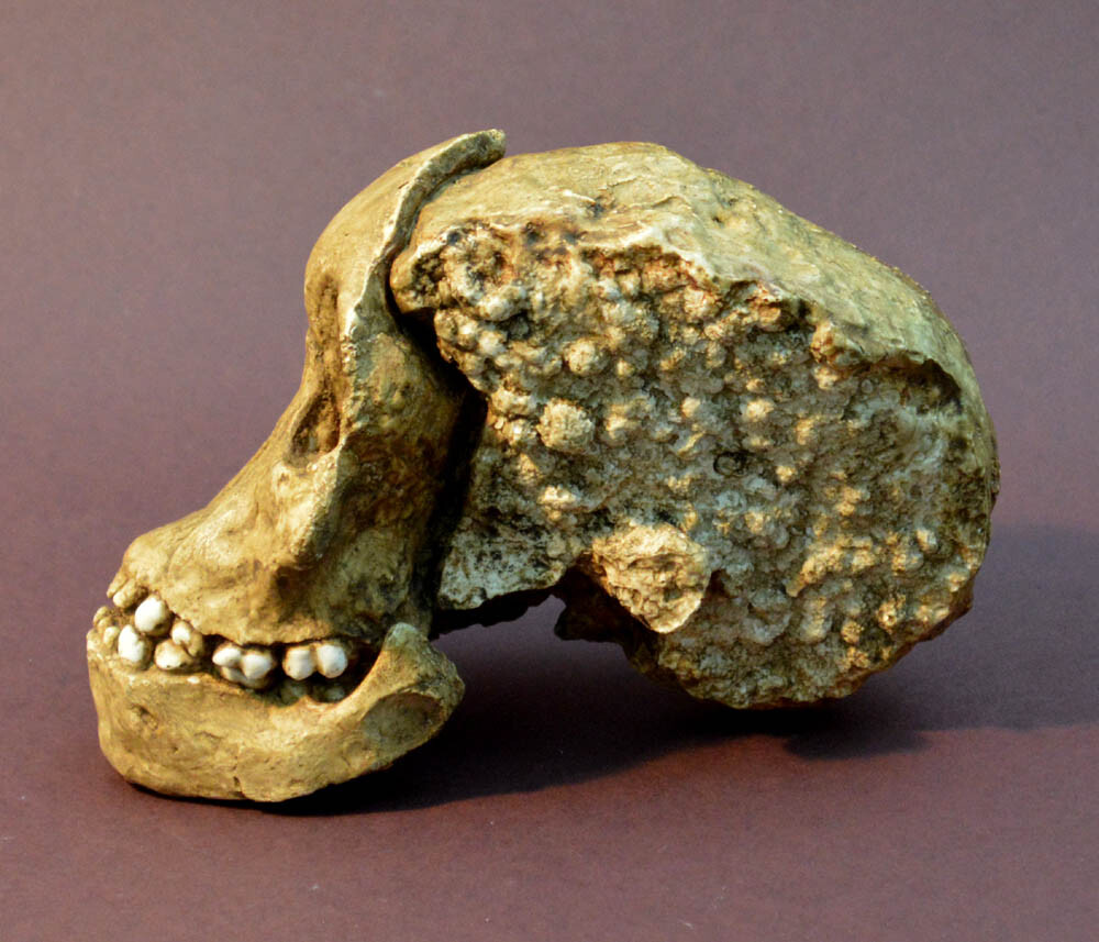 Australopithecus Africanus "Taung Child" Skull Replica.