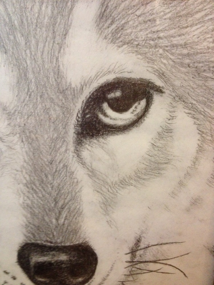 Wolf Original Drawing Framed
