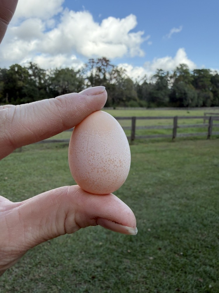8 Serama Hatching eggs NPIP/AI and PT Clean