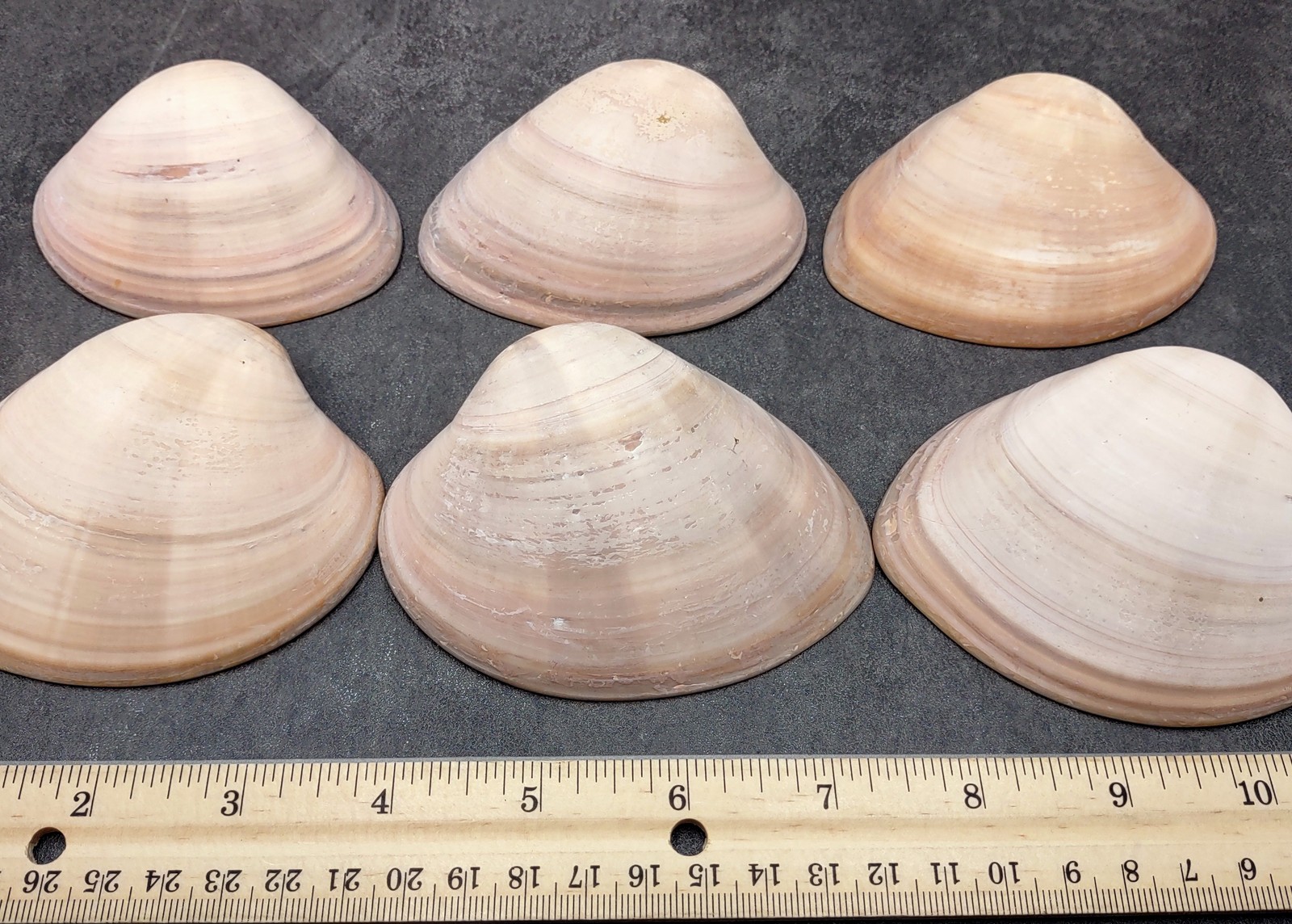 Mocha Clam Seashells Megapitaria Squalida (3 shells approx. 3+ inches)