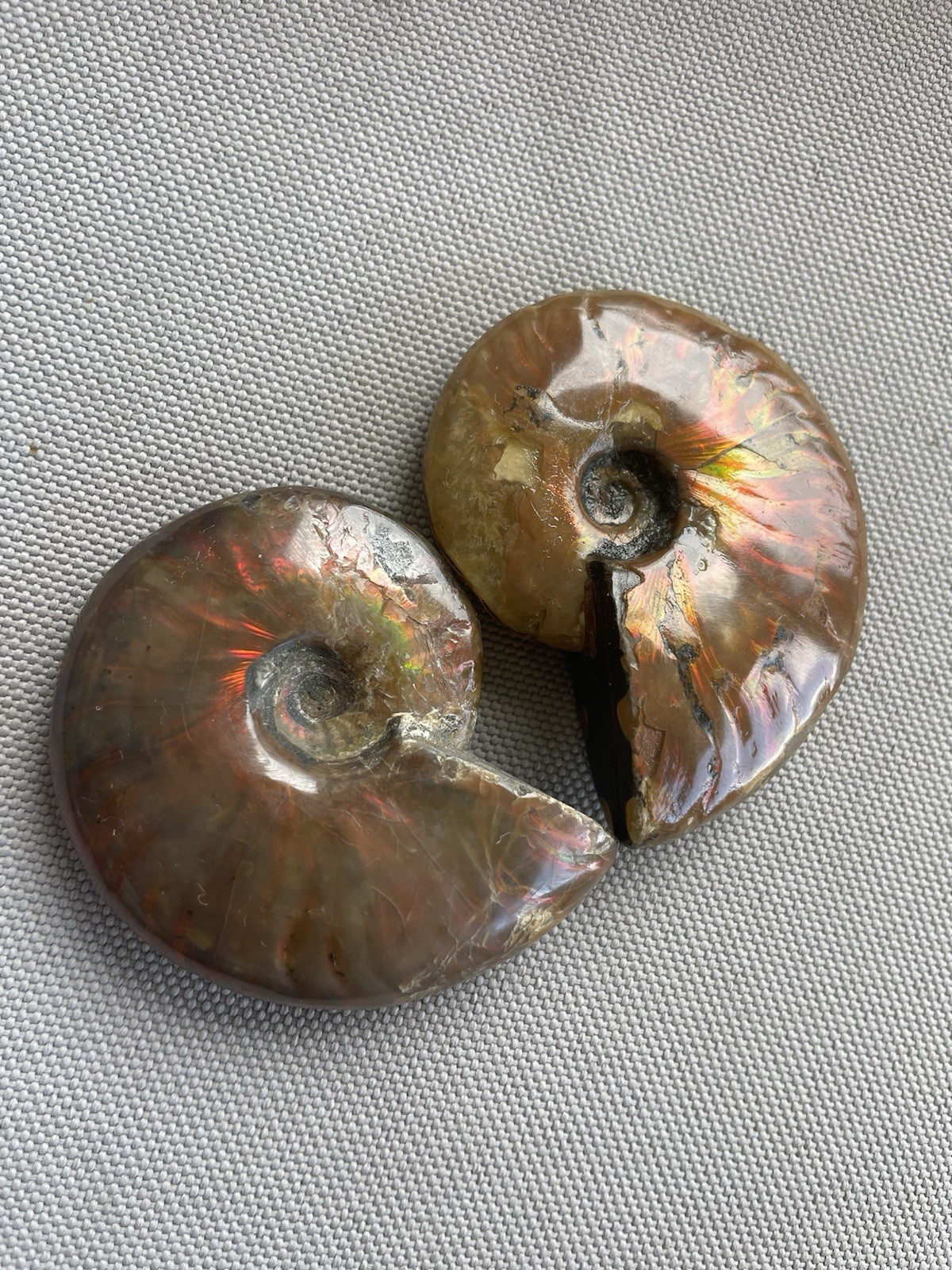 Pair Of Opalized Ammonite Fossils From Madagascar Colorful Fossil Specimens