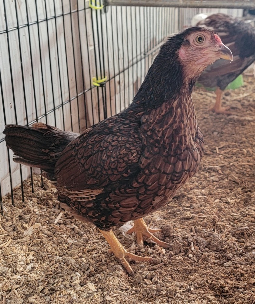 6+ Dark&Light Cornish &Splash Cornish Btm Hatching Eggs