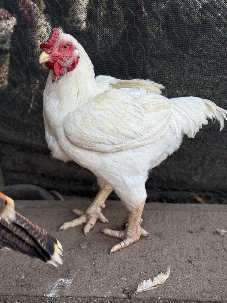 12 Standard White Cornish Hatching Eggs