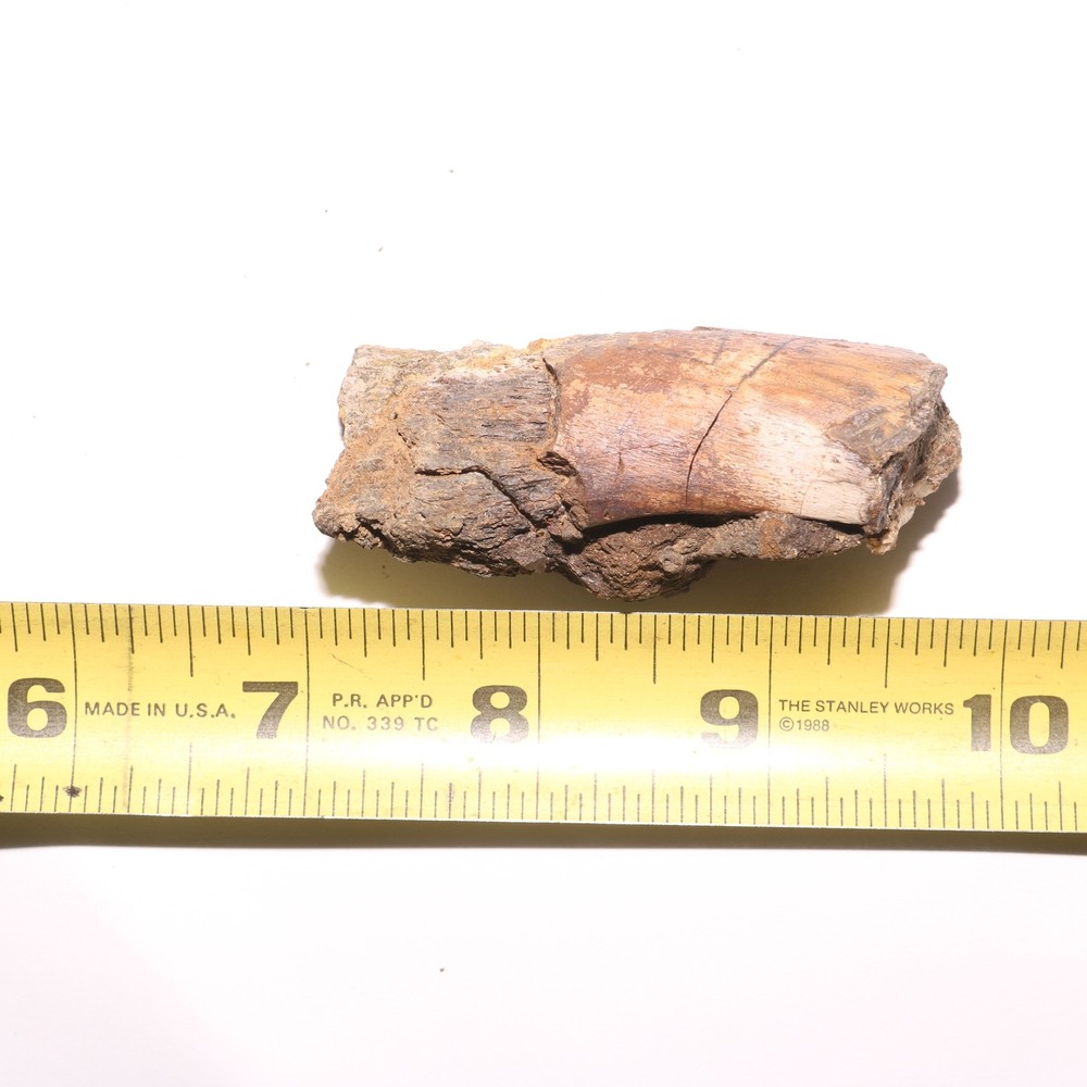 Small Dinosaur Rib Section from Hell Creek Formation Cretaceous - Nice Quality