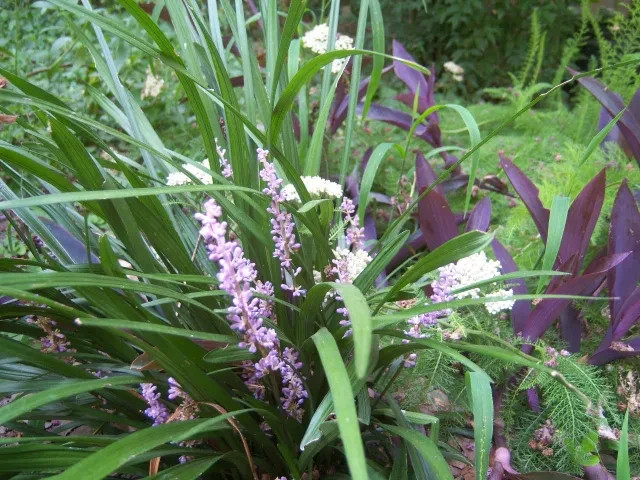 Monkey Grass, Purple Clumping, Liriope Spicata 50 Bare Root Plants Shade/Partial