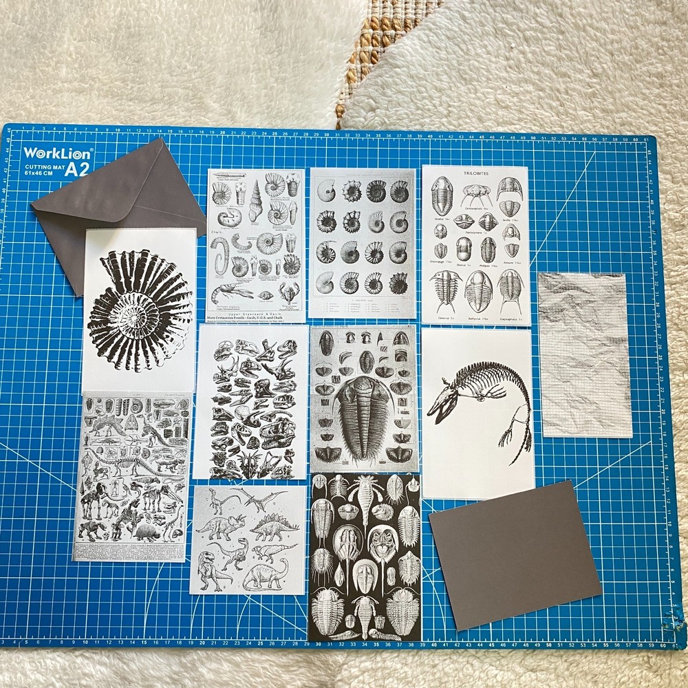 Fossil Prehistoric Natural History Bundle – Curated Ephemera Pack - 2