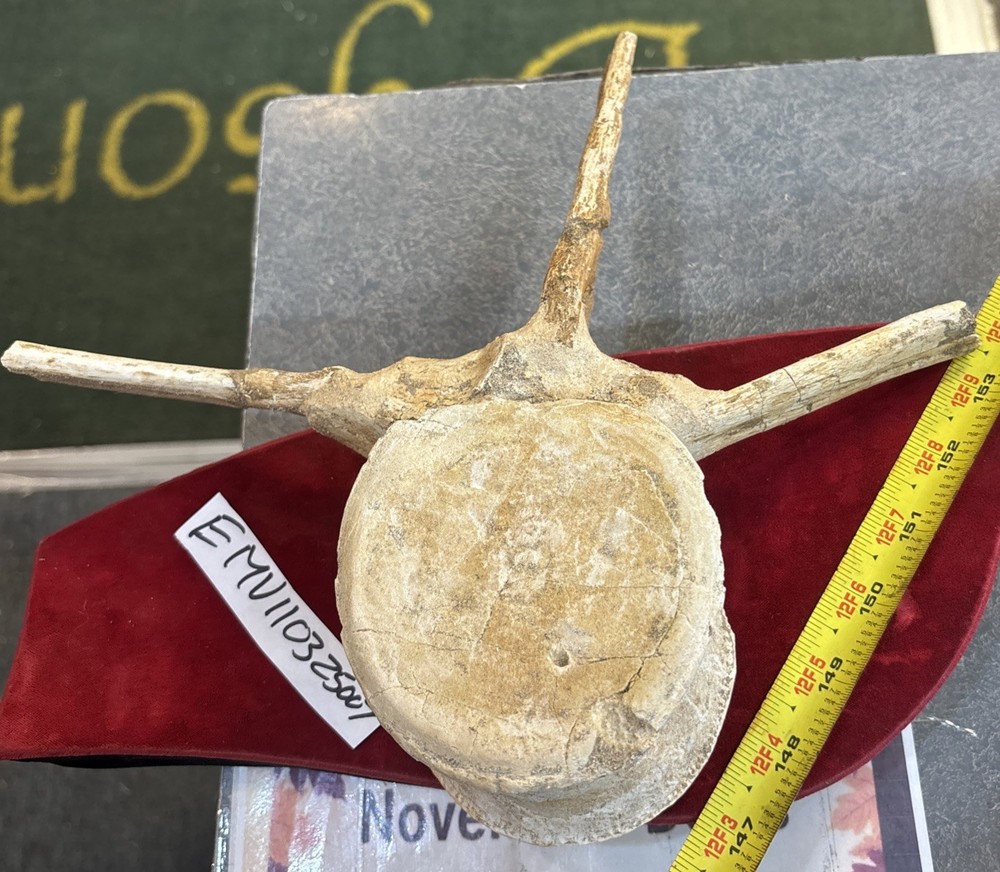 Mosasaurus Vertebrae