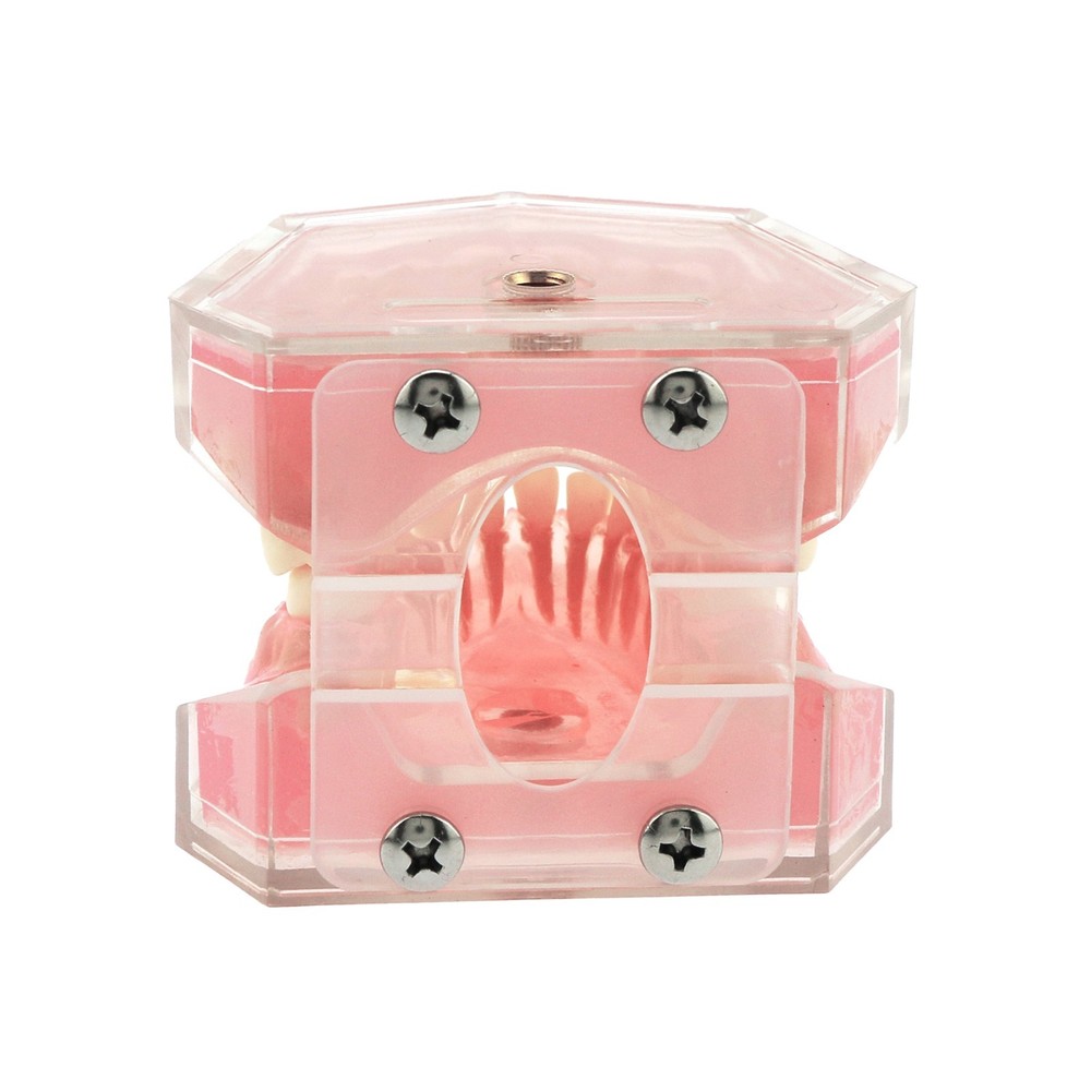 M7008 Standard Dental Study Teeth Model with Soft Gingiva 28 Removable Teeth