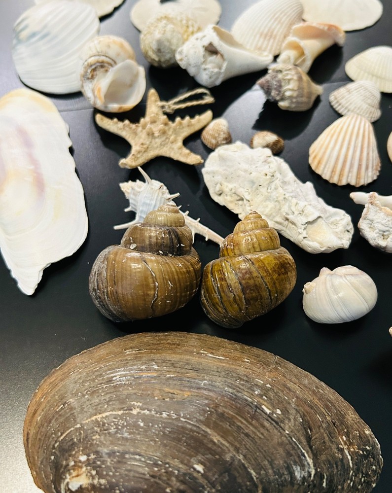 unique mixed sea shell lot - sand dollars,