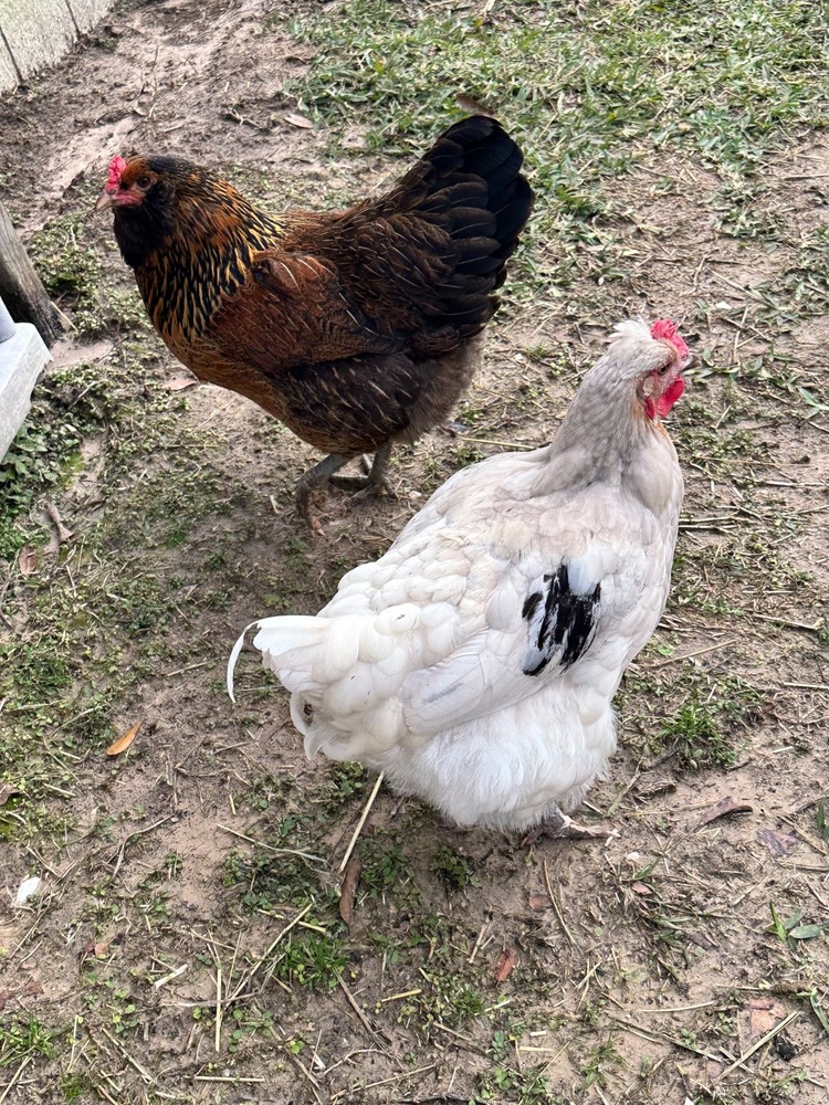 Frizzle BYM Hatching Eggs x12++