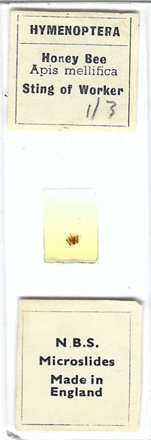 Honey Bee Stinger Microscope Slide by N.B.S.