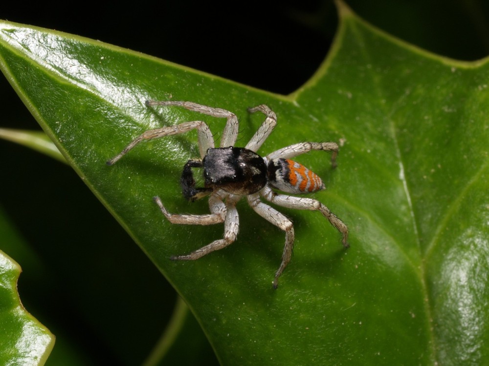 Olympus TR-22 complete kit with 72-67 adapter ring.