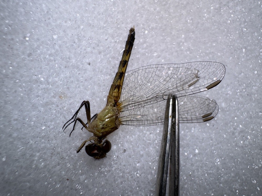 SMALL YELLOW DRAGONFLY # 1