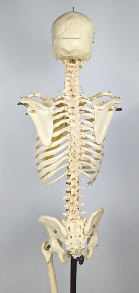Somso Human Skeleton Anatomical Model with Rolling Stand Base