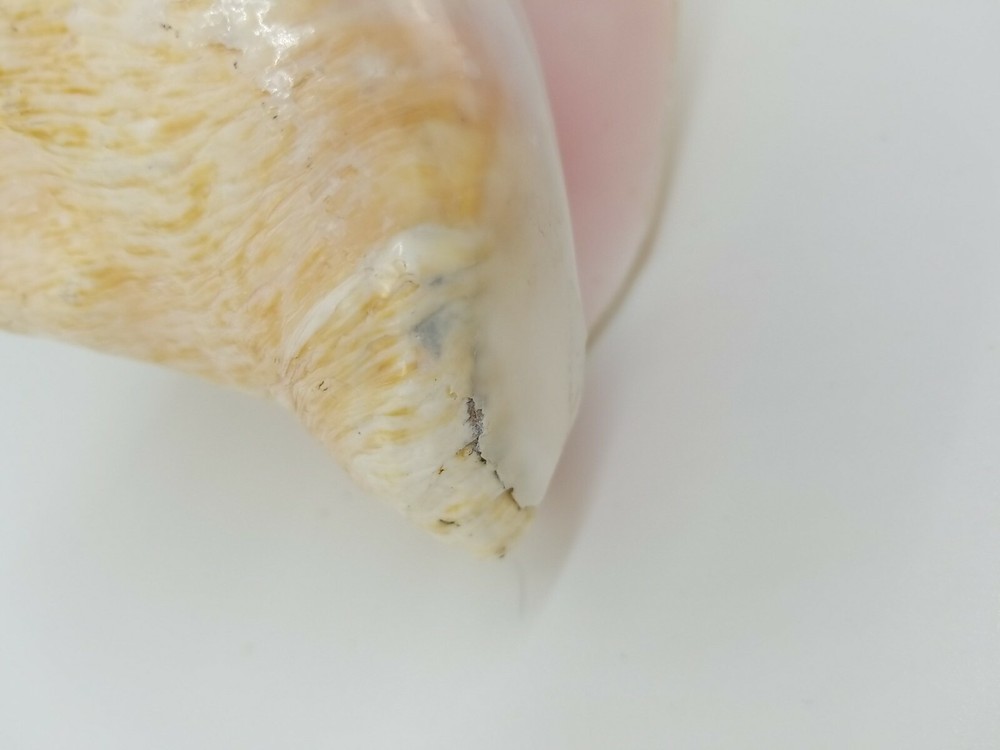 Natural Pink Inside Conch Shell Display Nautical Decor