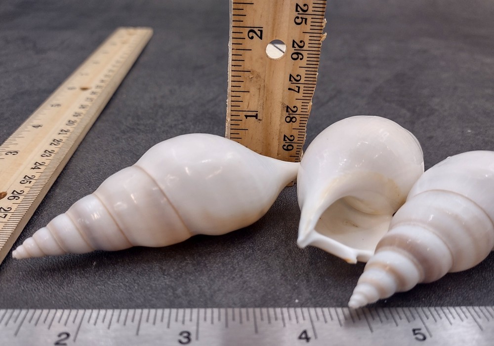 Delicate Tibia Seashell White Tibia Delicatula (3 shells approx. 3+ inches)