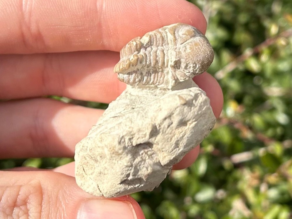 NICE Oklahoma Fossil Trilobite Kainops invius Devonian Age Bug in Matrix