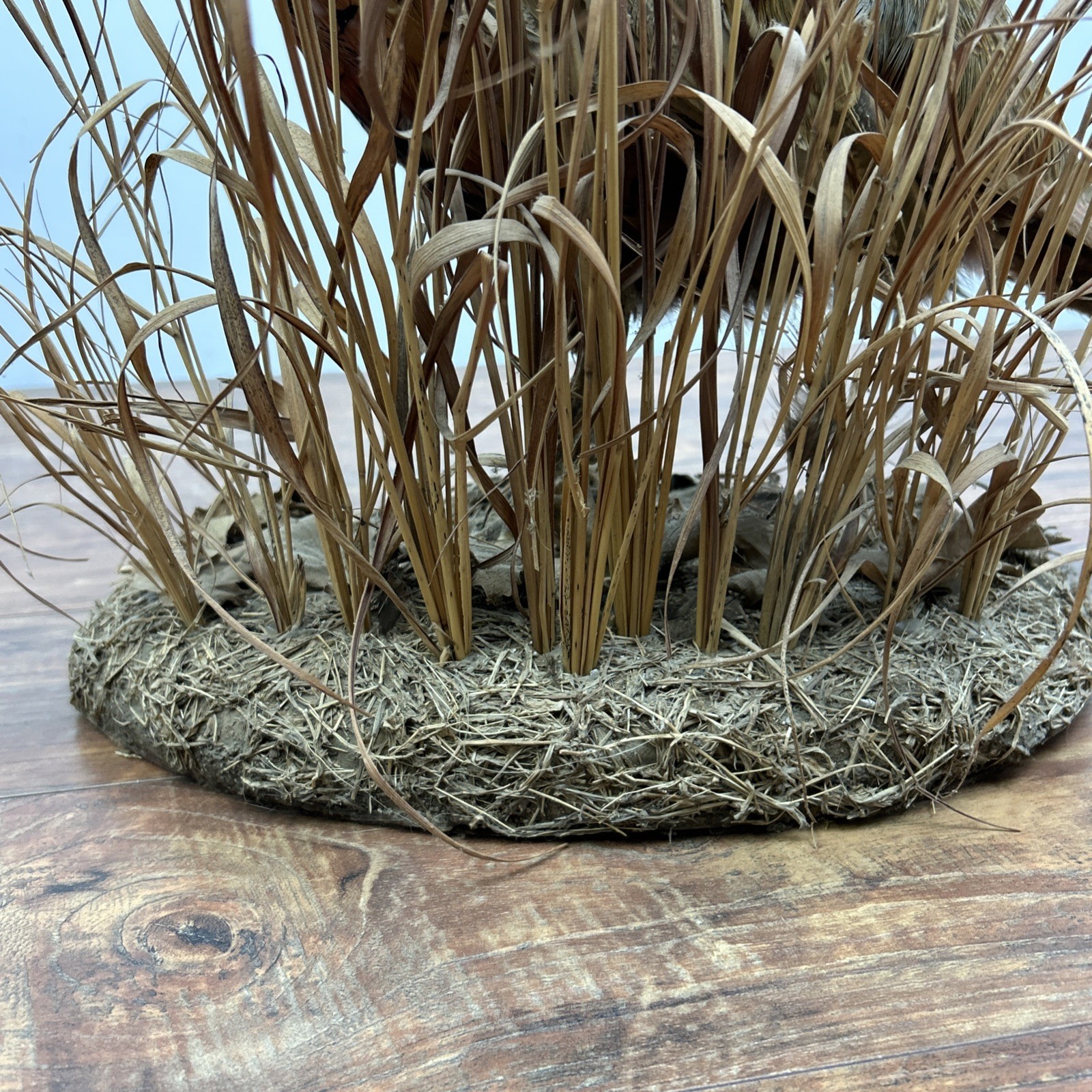 Ringneck Rooster Pheasant Taxidermy Standing Mount Habitat Base Foliage