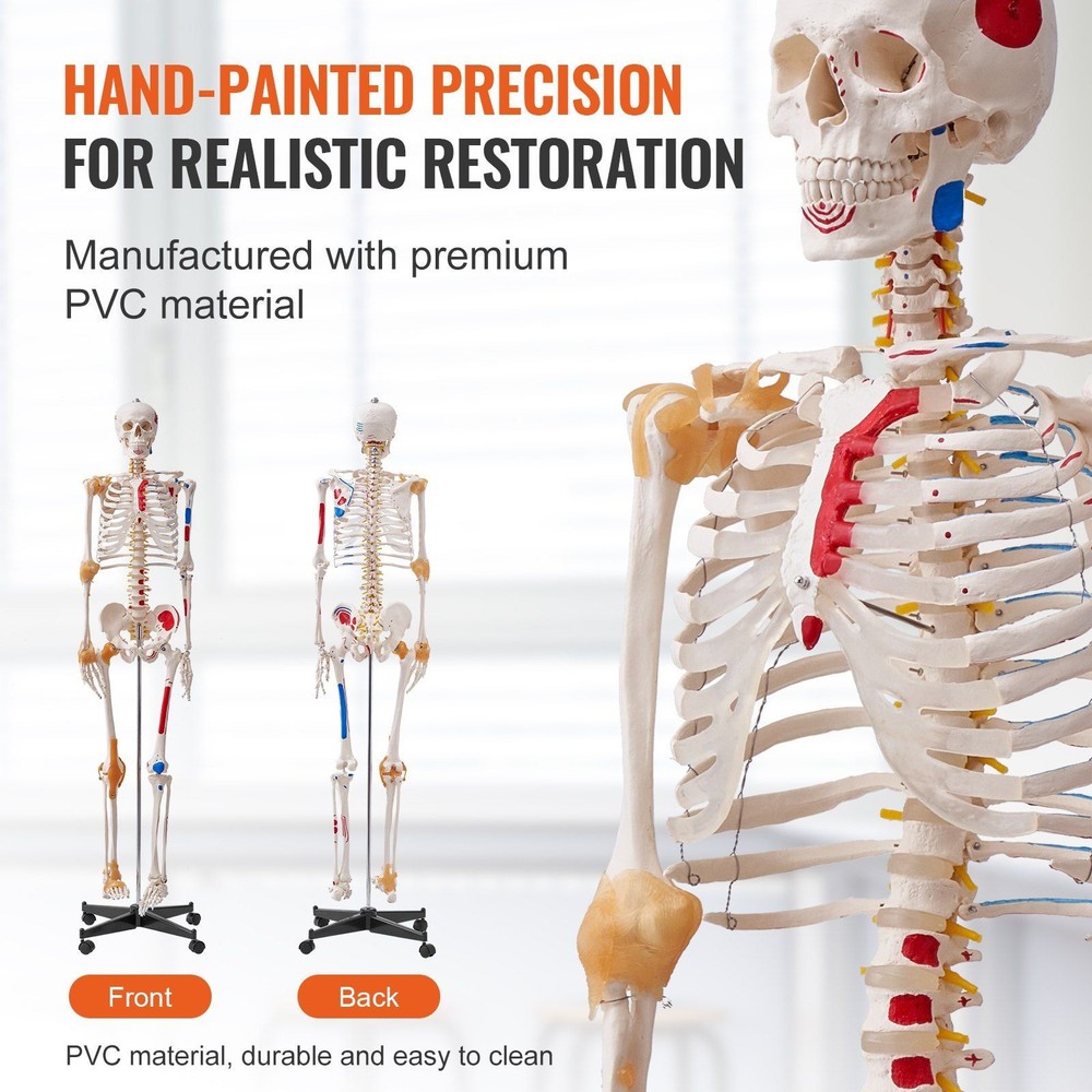 Functional 71.65" Human Skeleton Anatomical Model with Joint Play