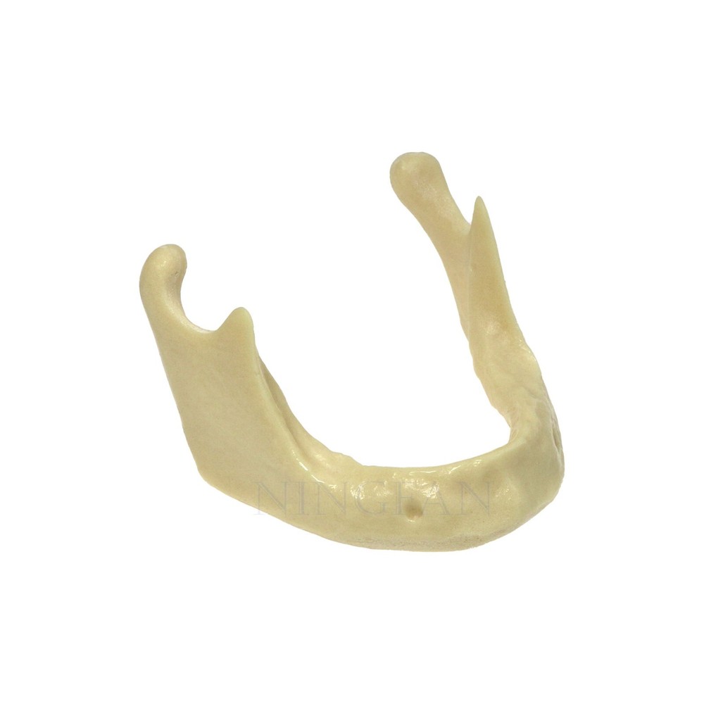 Dental Implant Practice Model, Lower Jaw Drilling, Maxillary Sinus Lifting Type