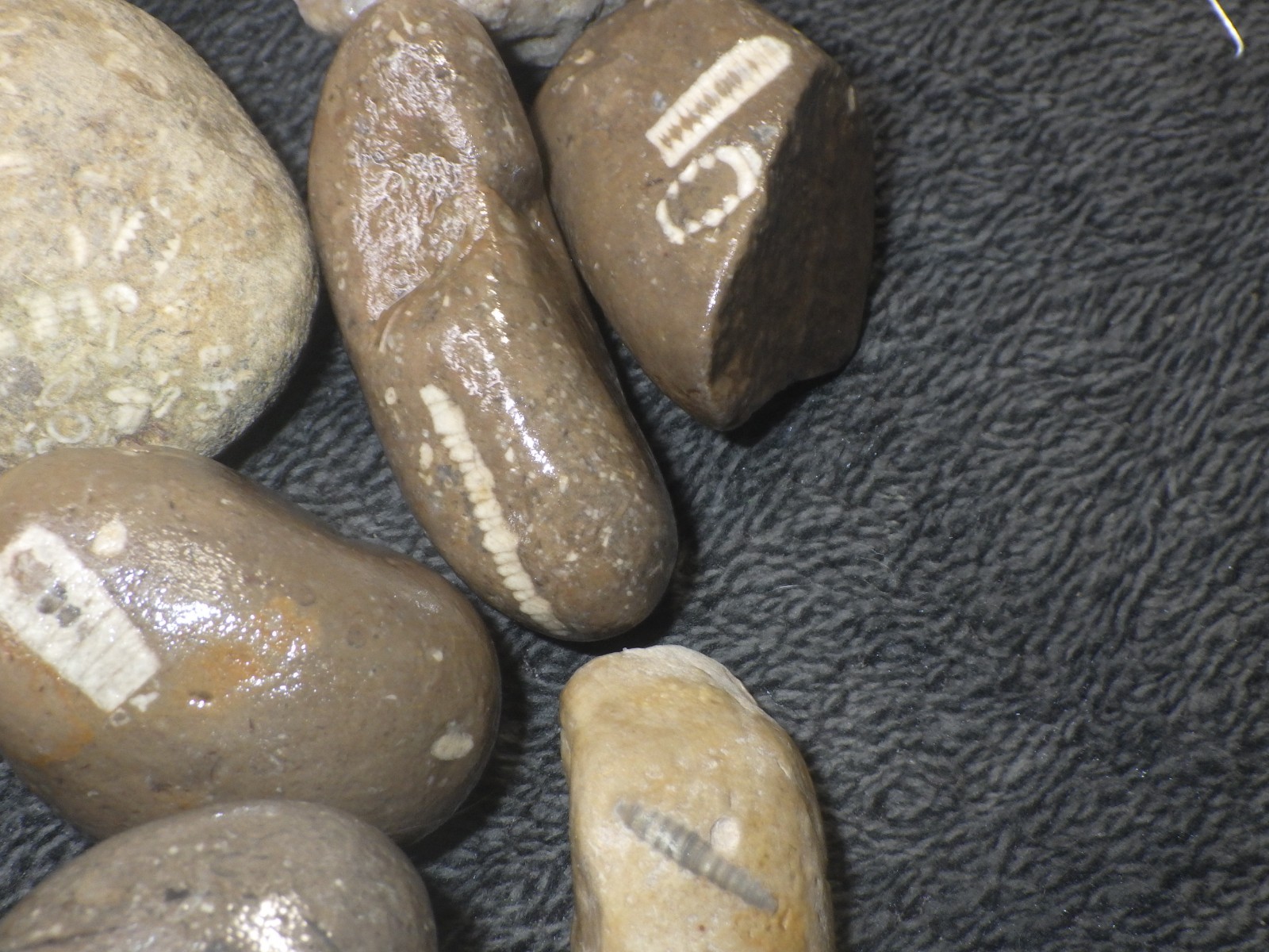 Crinoids Stones Fossils