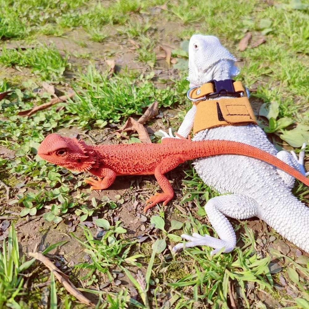 3 Pack Bearded Dragon Harness and Leash Set - Small, Medium, Large, Brown
