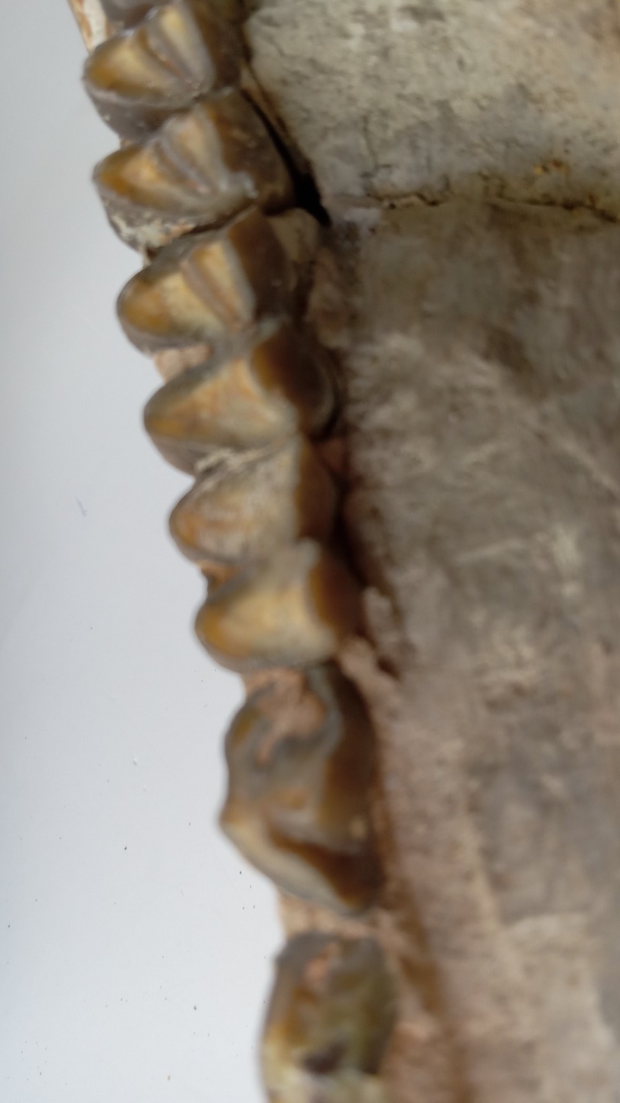 Camel Jaw Teeth Fossil From Badlands South Dakota