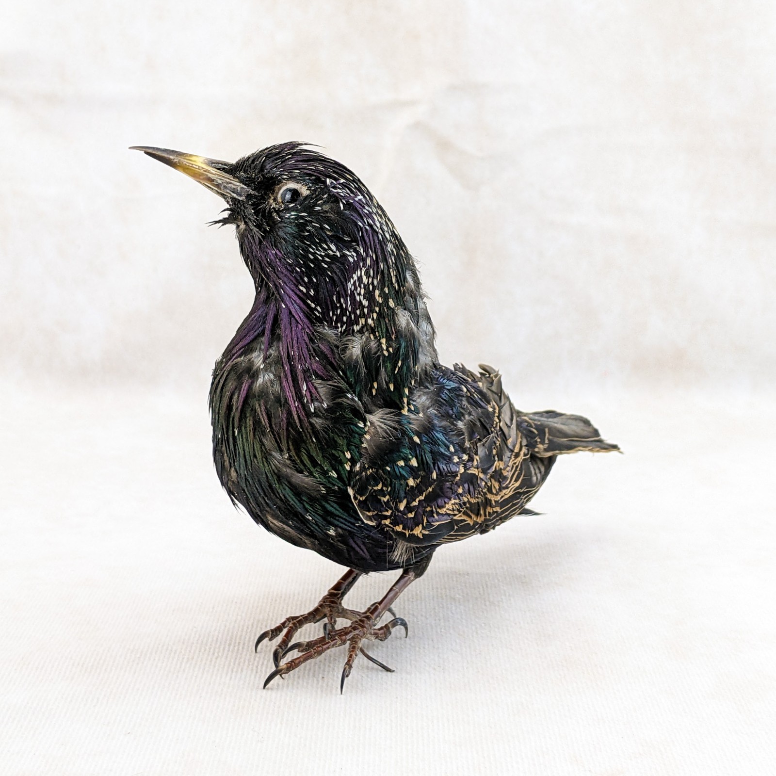 Starling Bird Taxidermy Display specimen Oddity Curiosity Décor collectible gift
