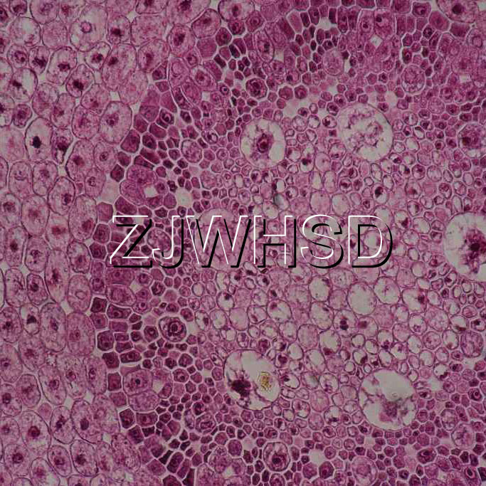 100pcs Glass Prepared Basic Science Microscope Slides Sample Biology Pathology