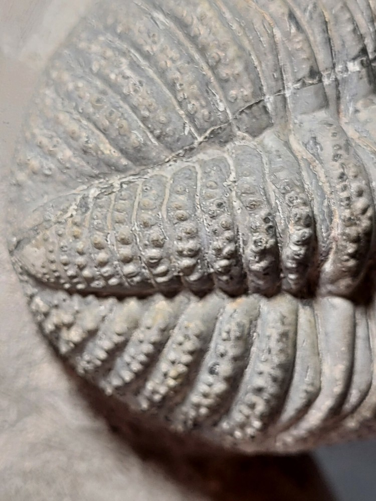 Massive 6" Drotops megalomanicus Trilobite from the Devonian Morocco