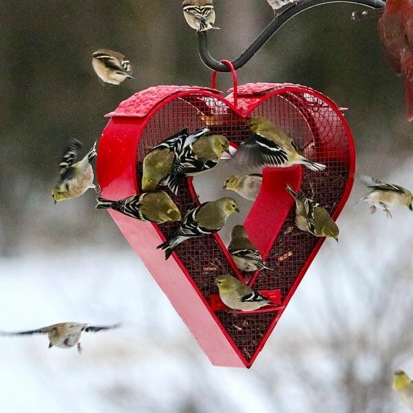 BACKYARD ESSENTIALS  / BE171 Red Heart Mesh Fly Thru Feeder                  /dm