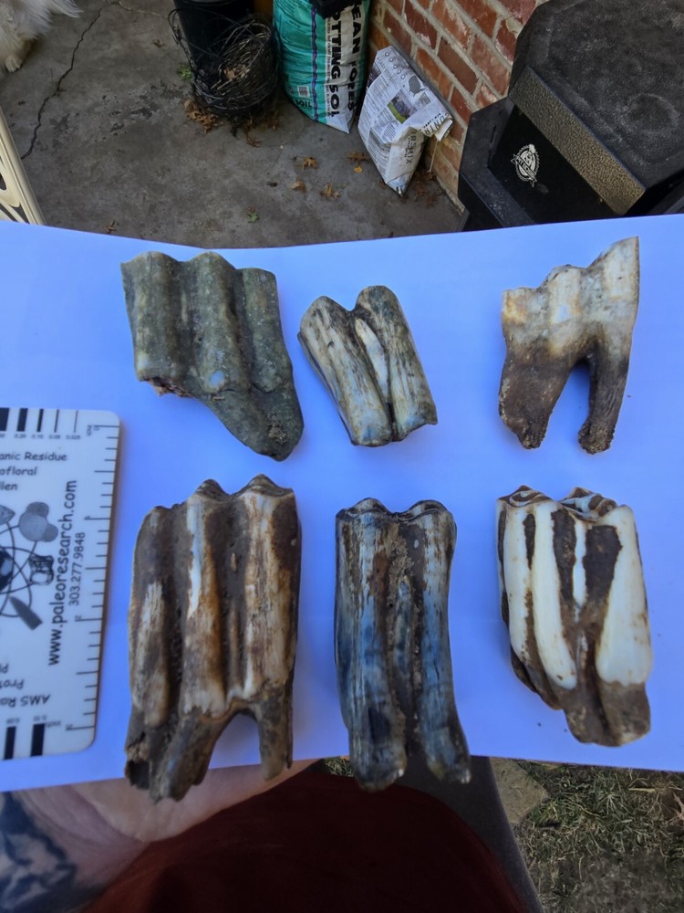 Fossil Bison Teeth Lot