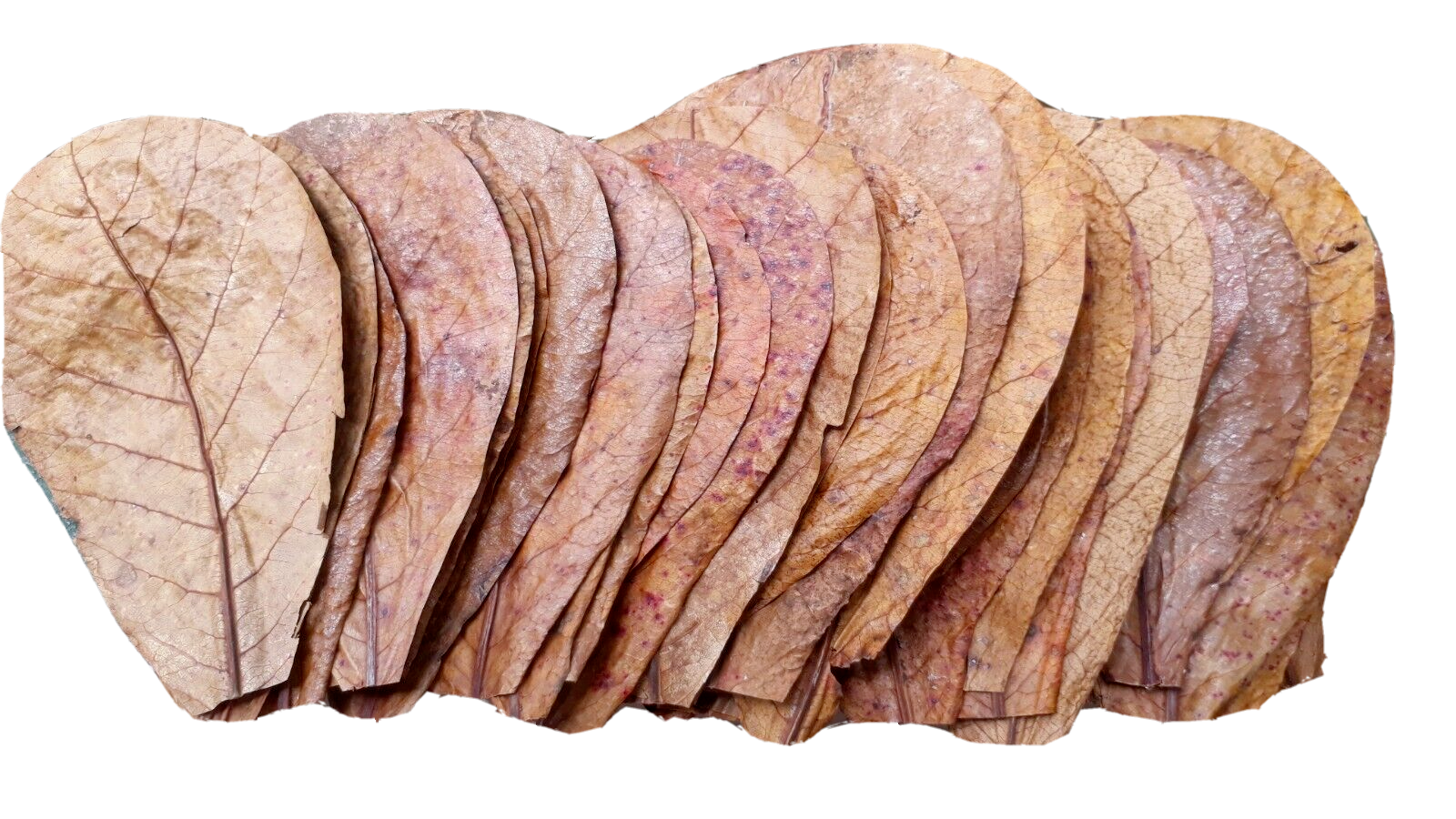 100Pc almond leaves 5'' catappa indian ketapang leaf Shrimp betta fish aquarium