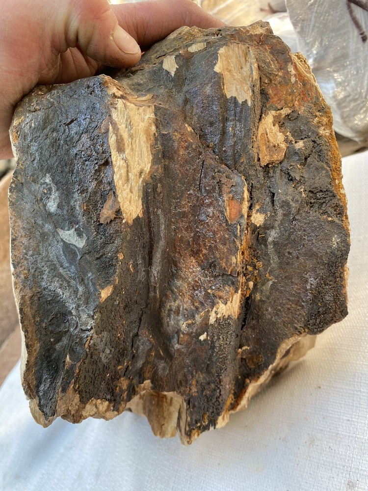 Fossilized And Opalized Fossils