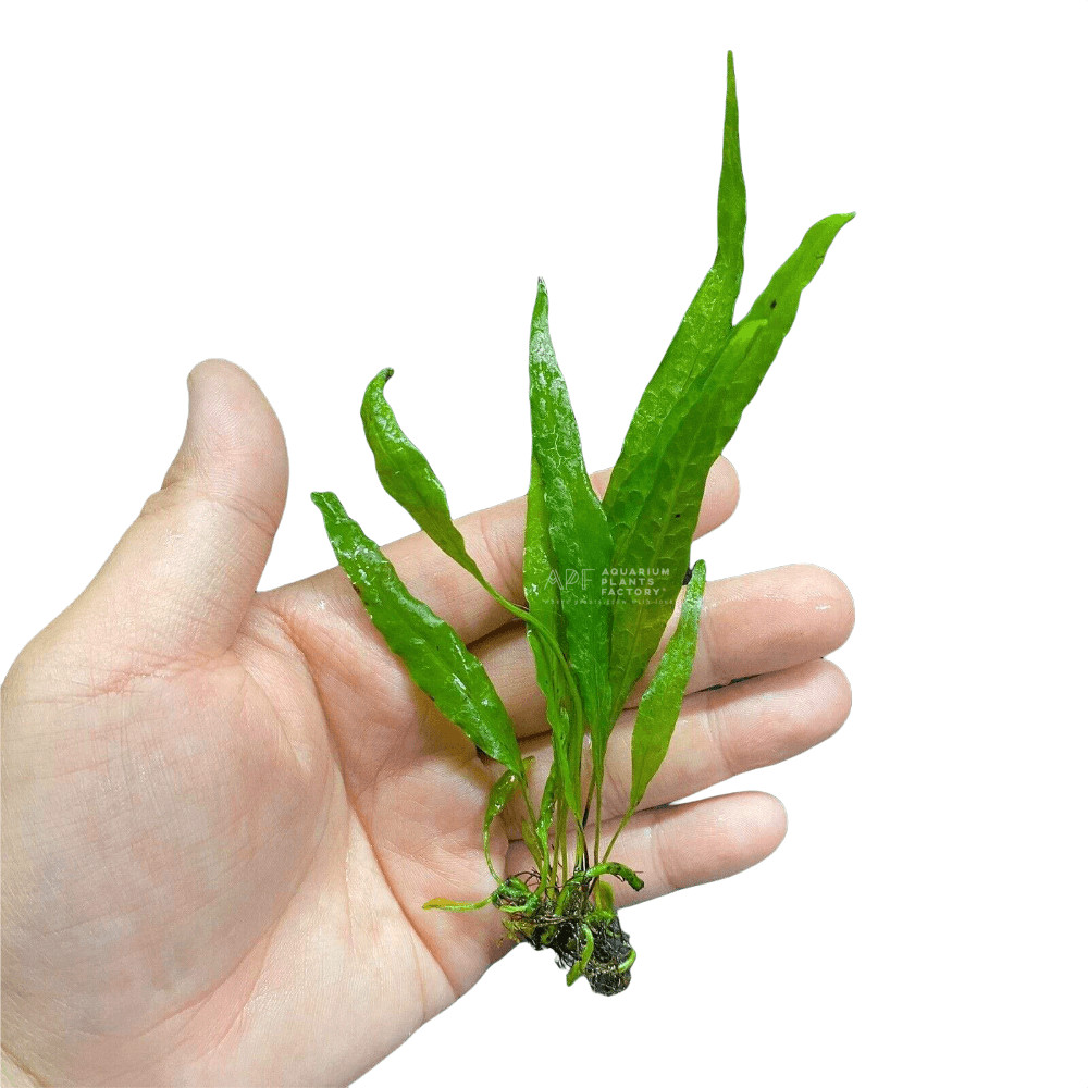 Java Fern | Aquarium Plants Factory®