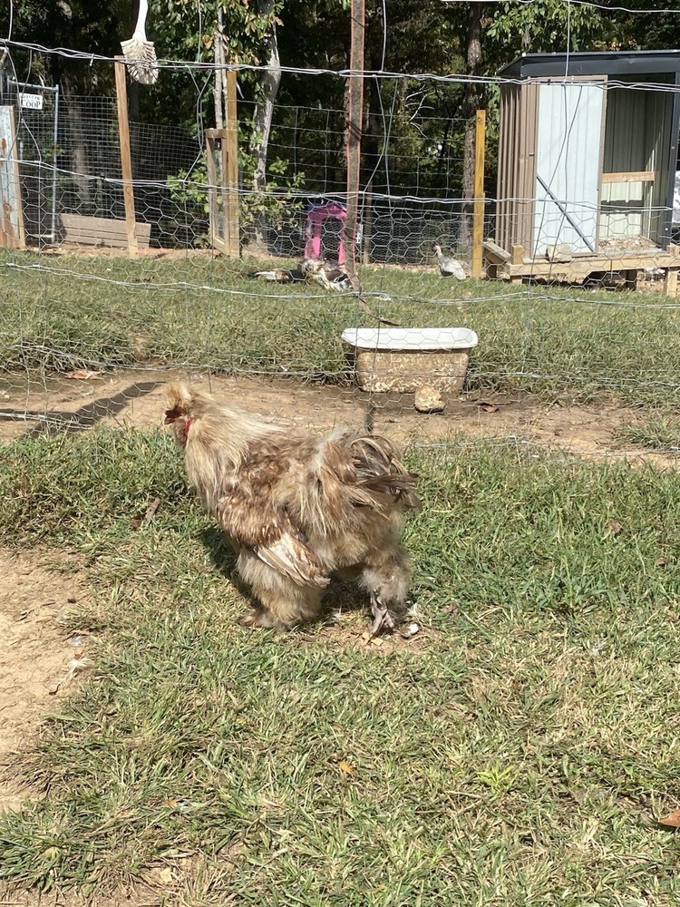 12 Bearded Silkie Hatching Eggs