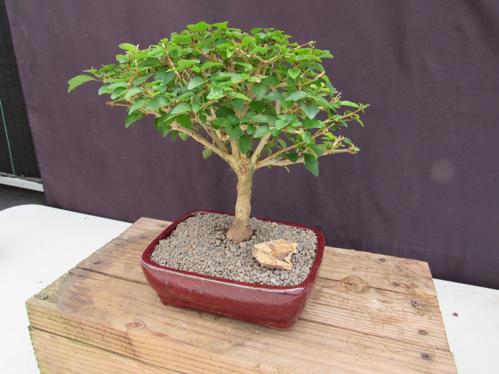 Large Flowering Parrot Beak Bonsai Tree