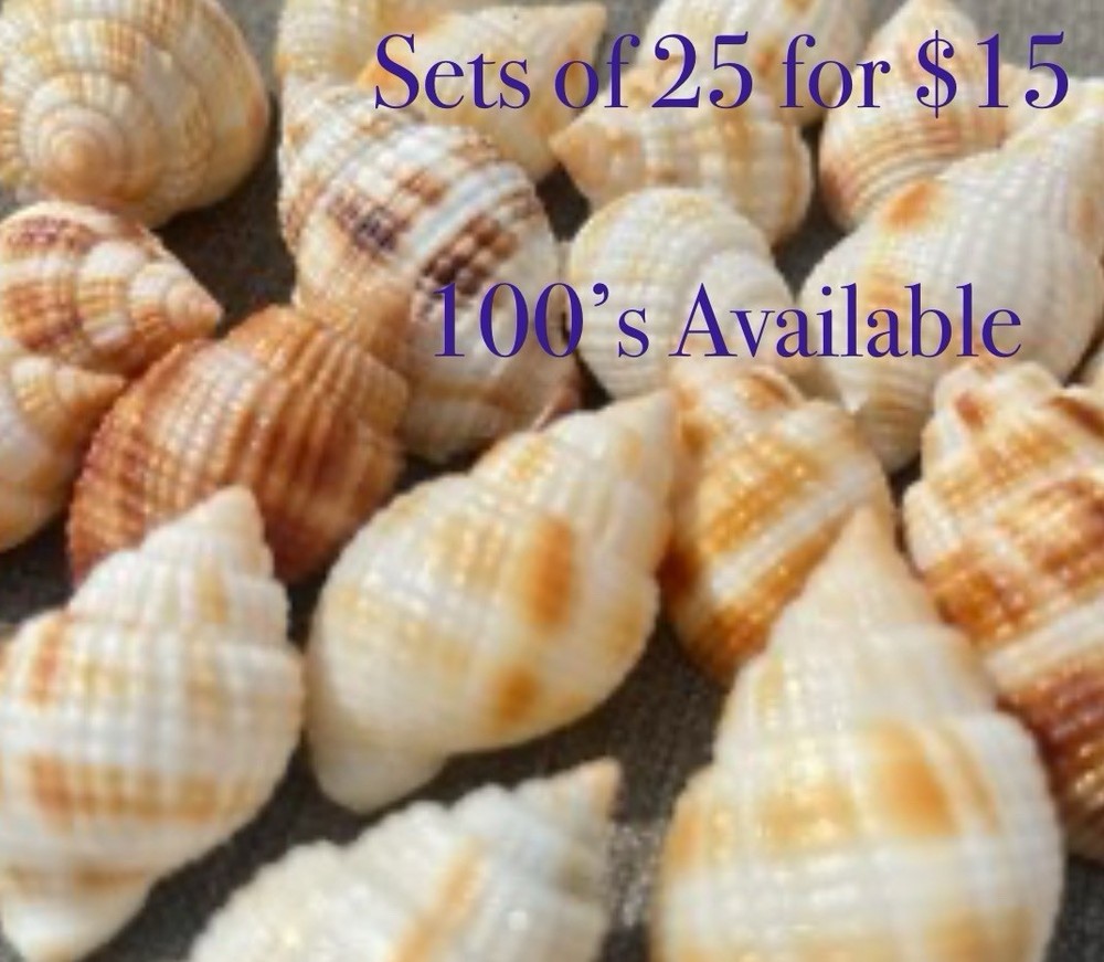 Common Nutmeg Seashells