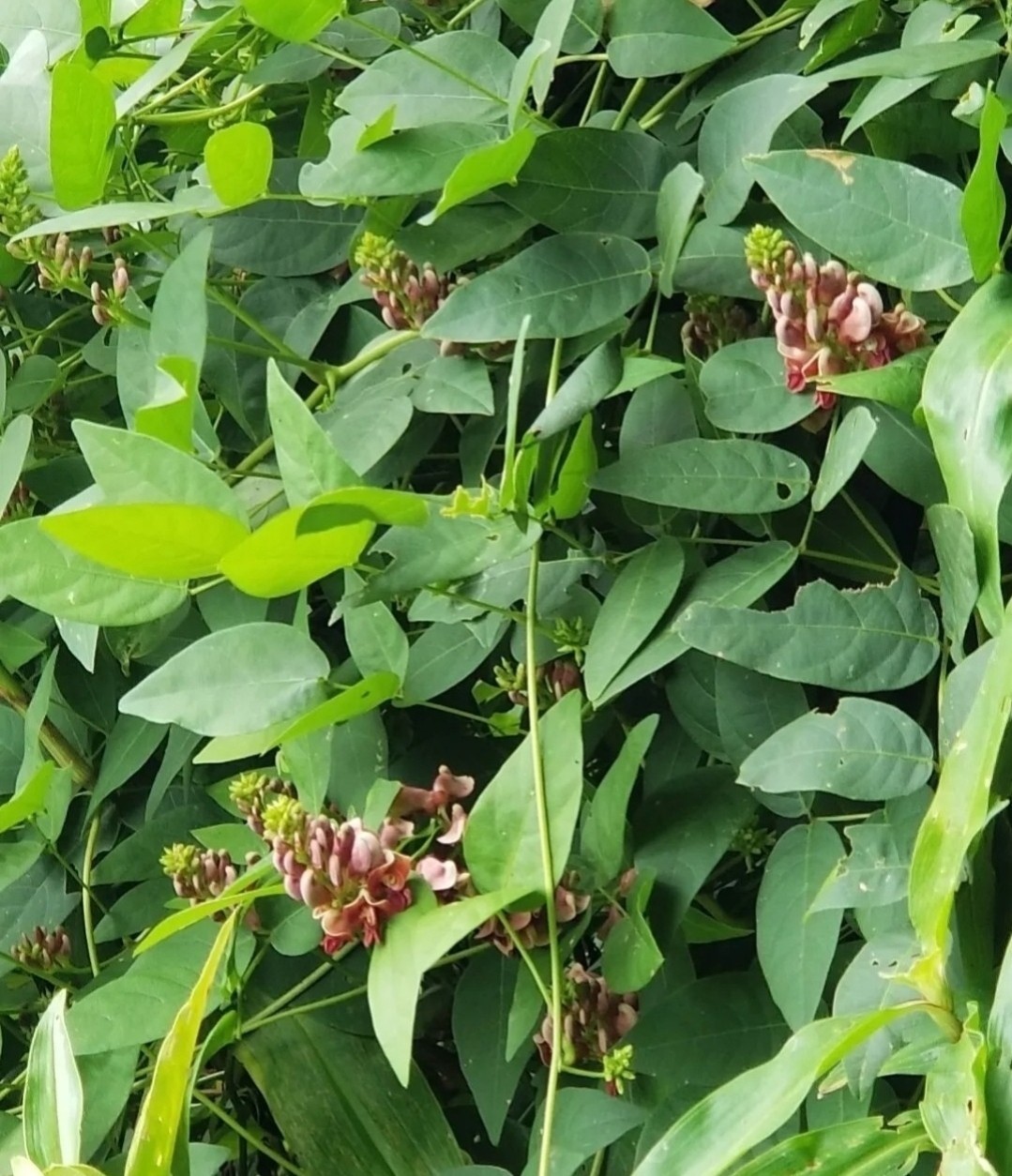 Hopniss-Apios Americana-Potato Bean