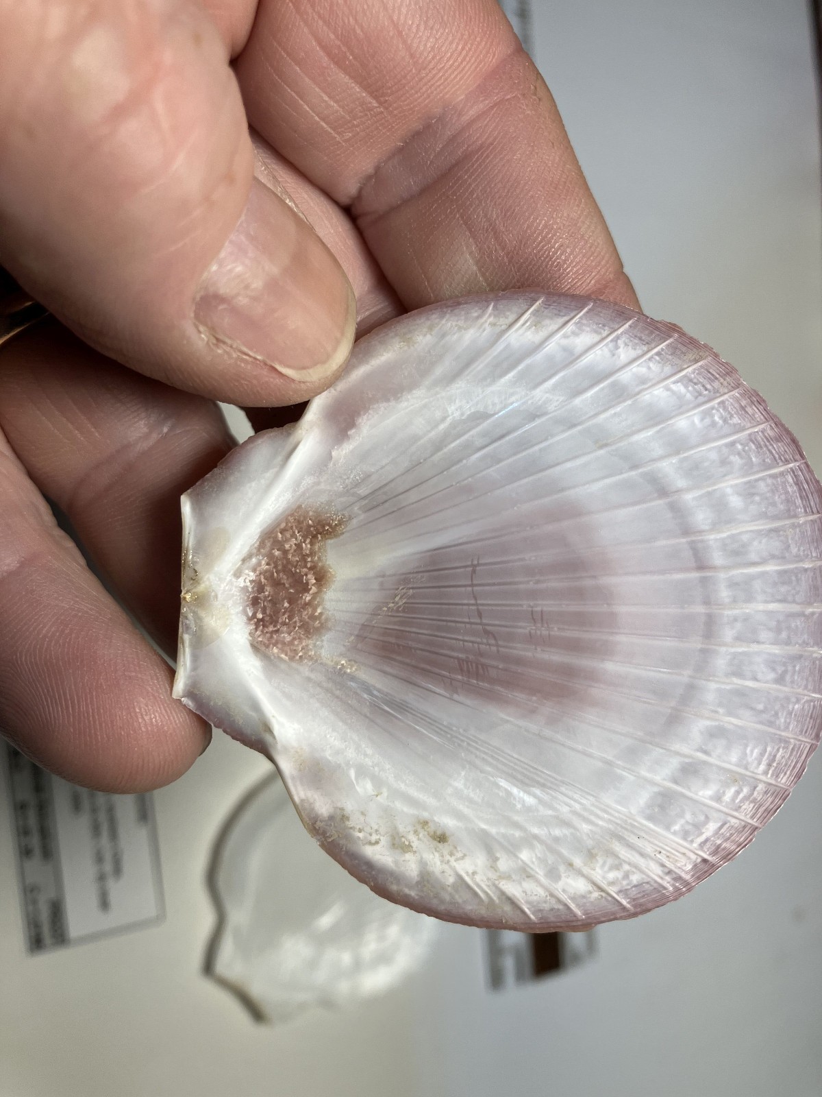 Amusium pleuronectes. Southern China. Great Shape. 60 mm