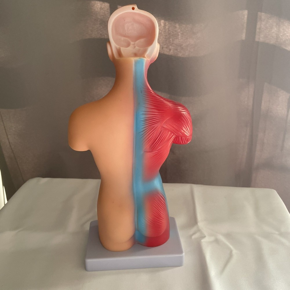 Skeleton Hands-On 3D Model Study Tool Medical Device For Learning No Organs