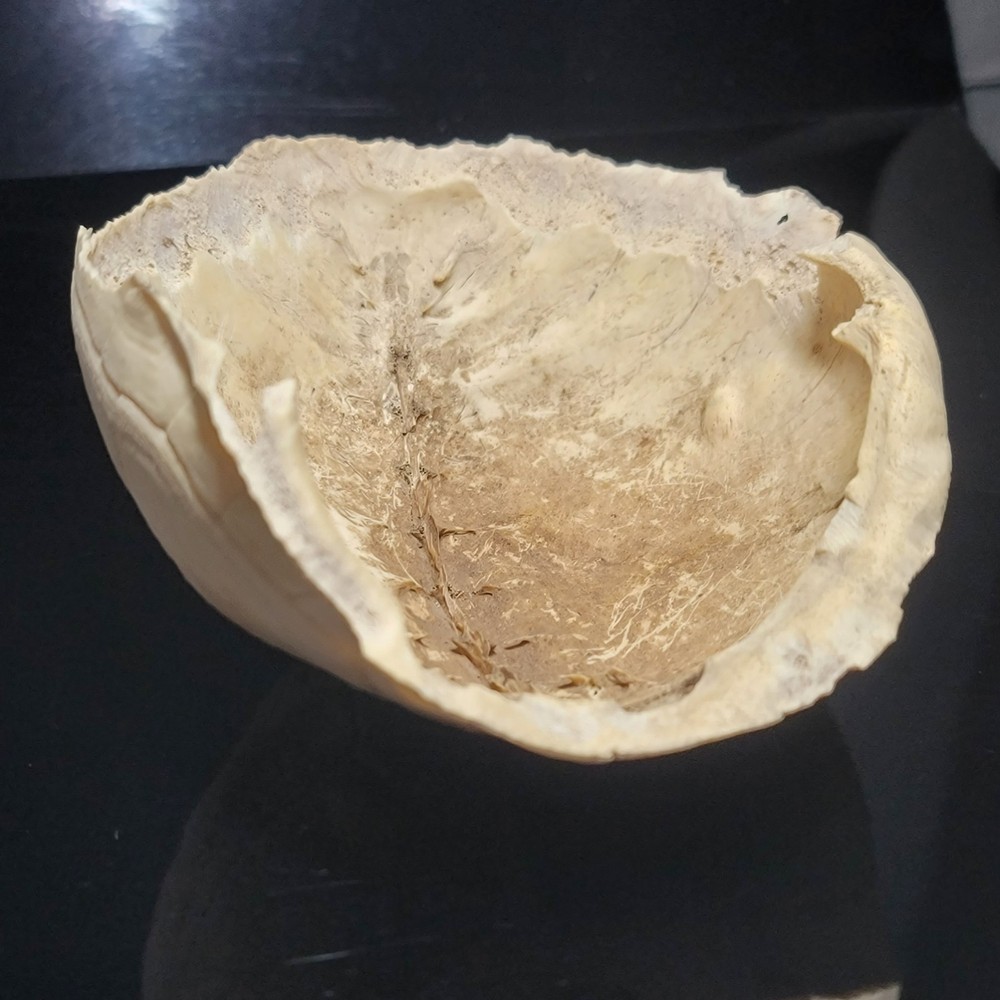 BLEACHED FOSSILIZED REPTILE BONE Skeleton TURTLE SHELL #1