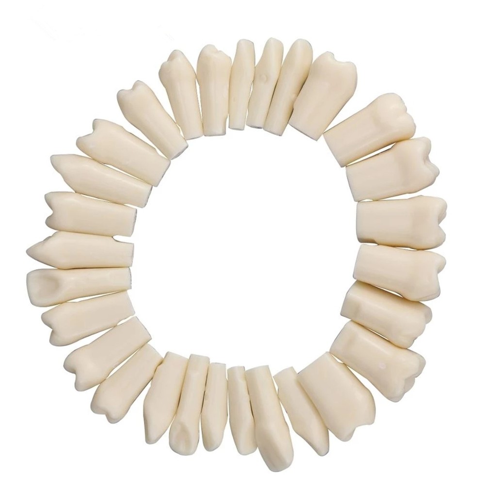 28Pcs Individual Removable Teeth for Dental Simulator Manikin Phantom Head Model
