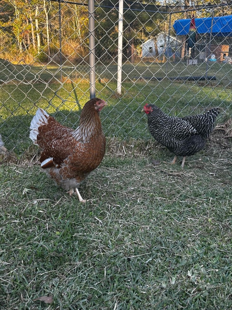 Frizzle BYM Hatching Eggs x12++